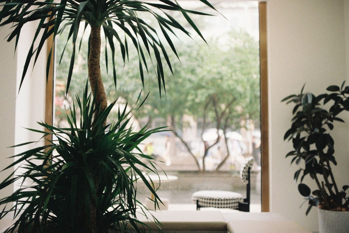 A plant-filled corner of the clinic